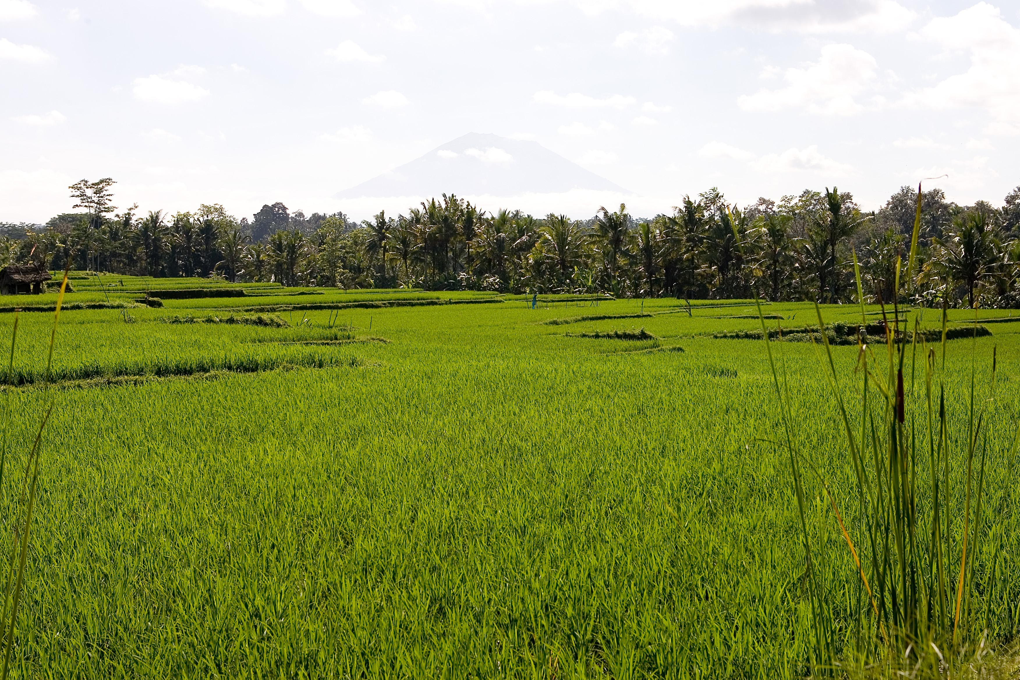 Hotel Viceroy Bali - CHSE Certified Ubud Esterno foto